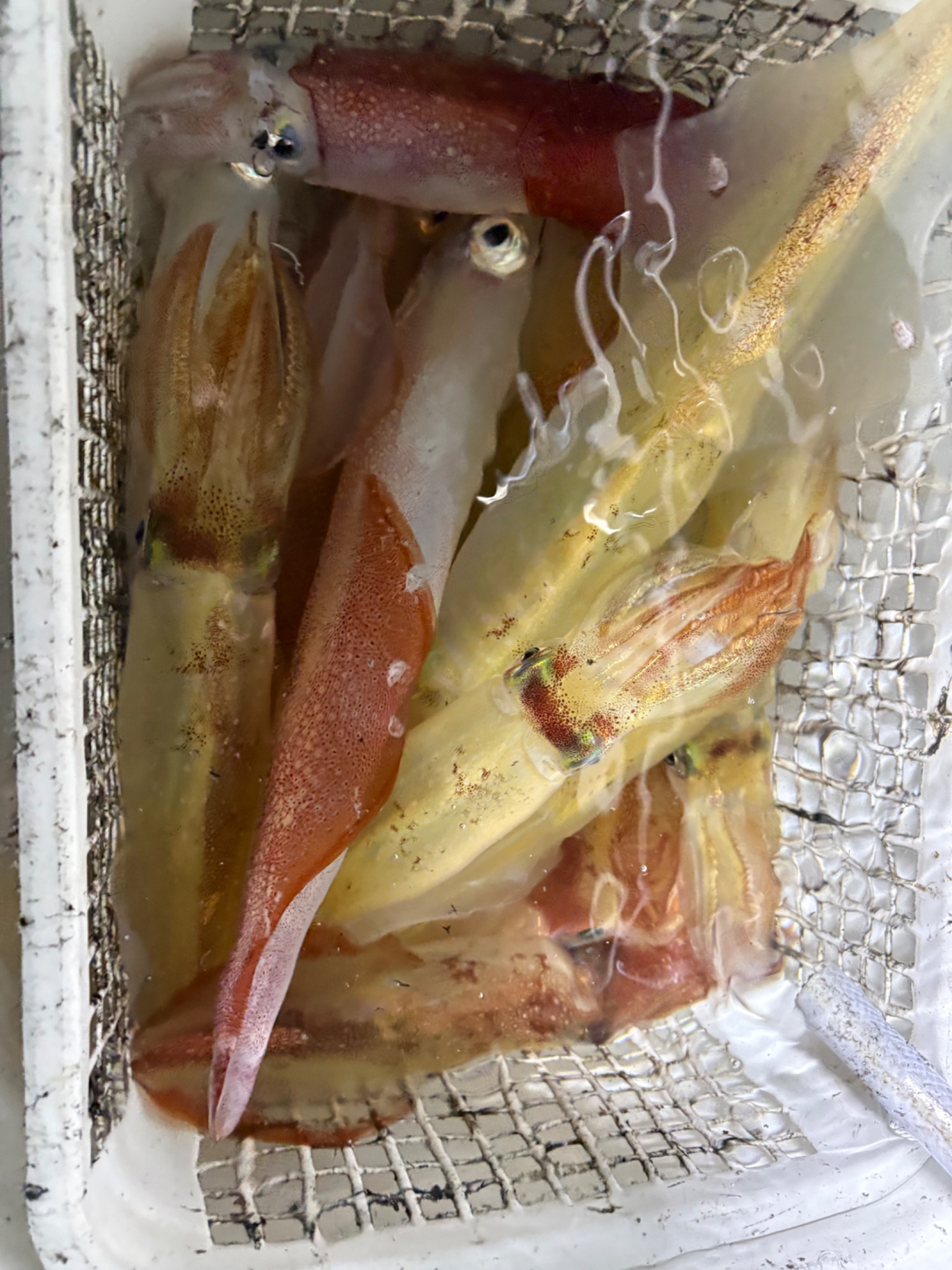 cerezo (セレッソ)（福岡県・博多港の遊漁船）