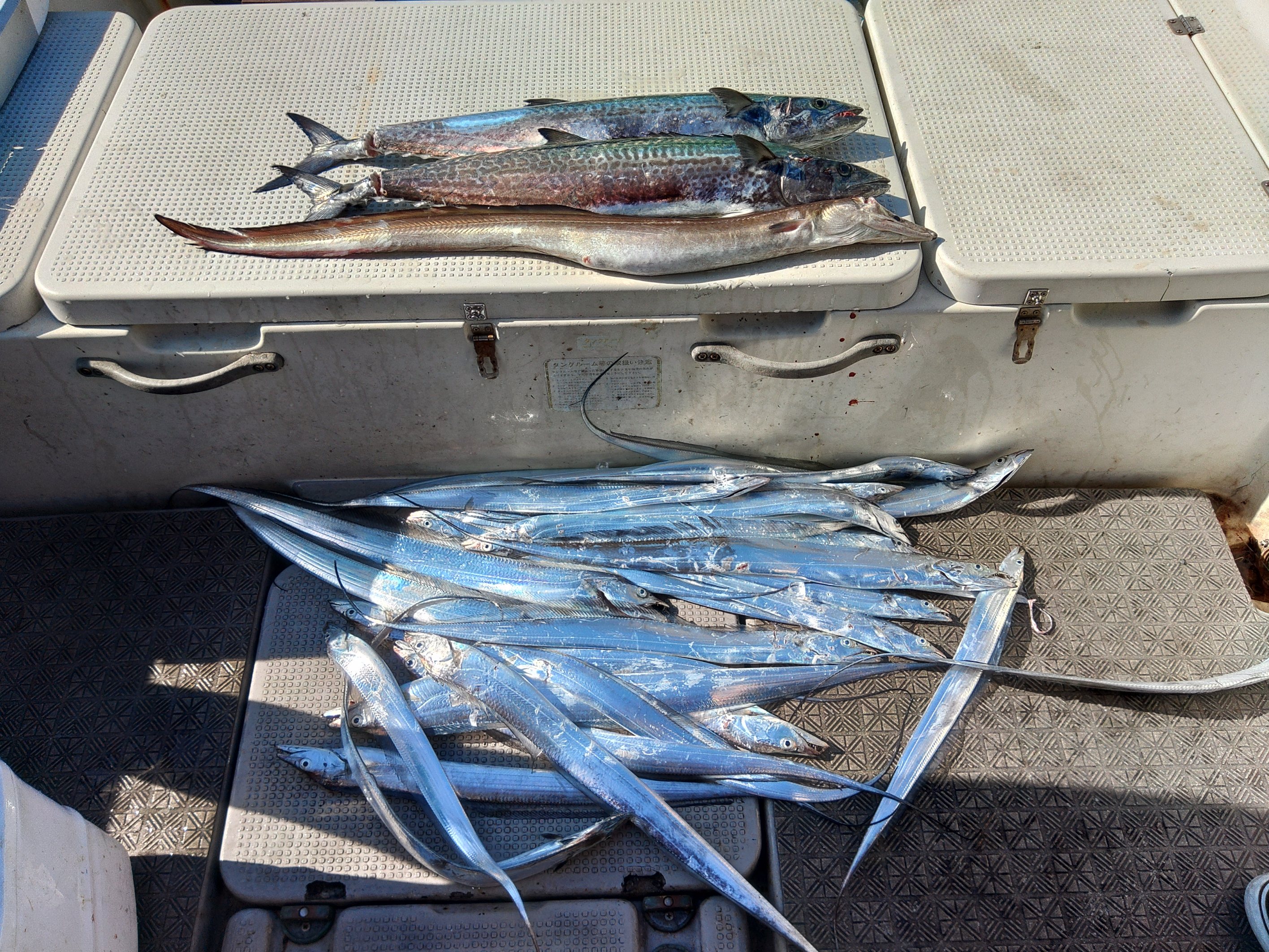 AZUMA Fishing Guido（兵庫県の遊漁船）