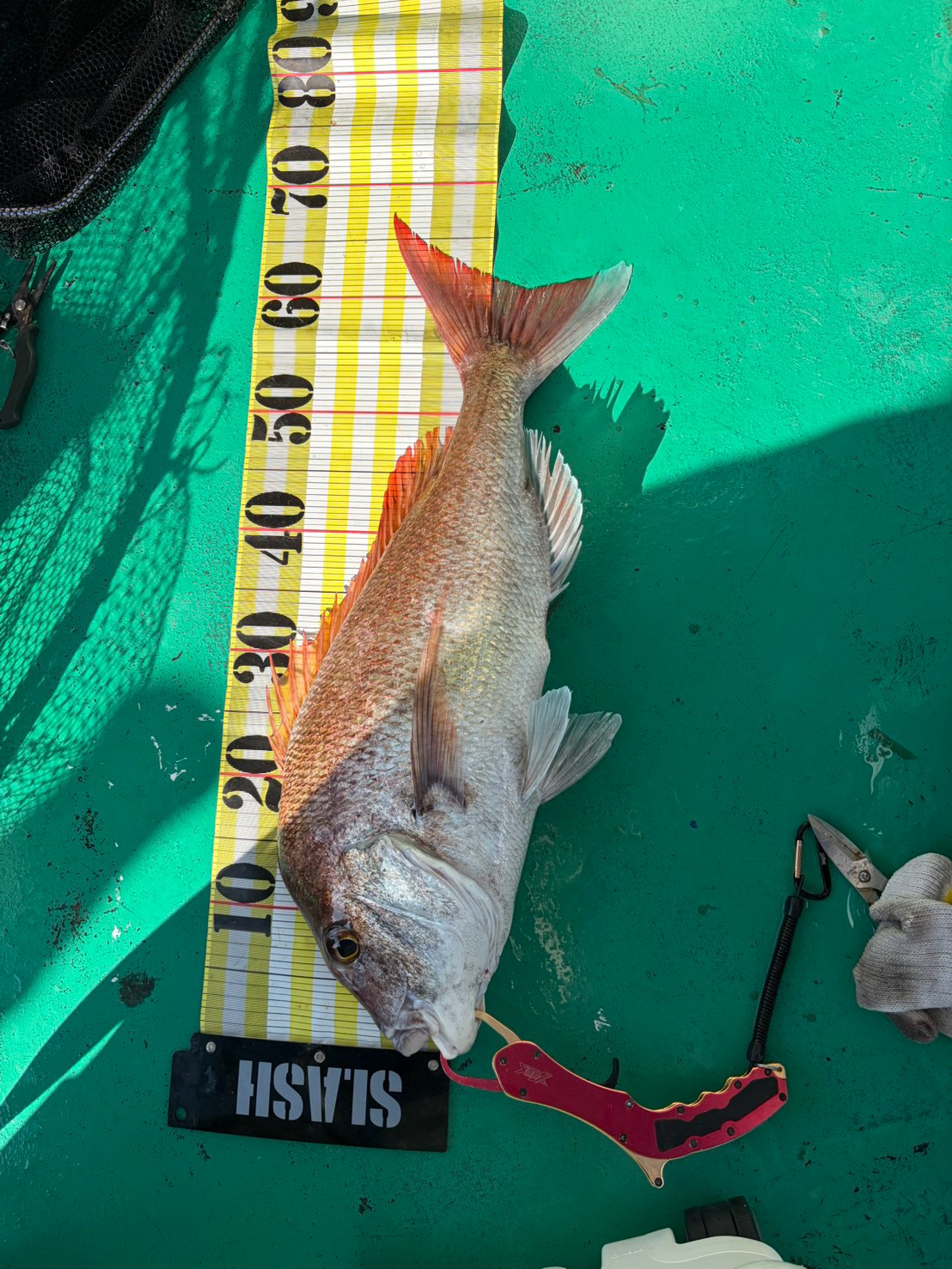 海蓮丸で釣れた[{'name': '鯛、アコウ', 'stat': '最大70cm'}]70cm