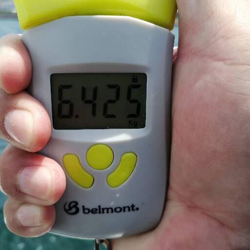 1091丸(忠岡)で釣れた[{'name': 'タコ', 'stat': '最大0.70kg · ２６匹'}]0.70kg