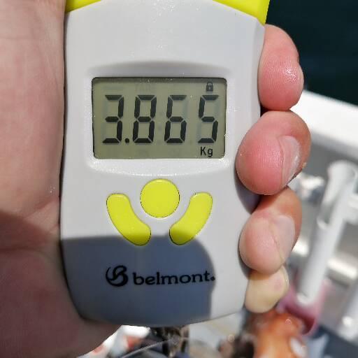 1091丸(忠岡)で釣れた[{'name': 'タコ', 'stat': '最大3.80kg'}]3.80kg