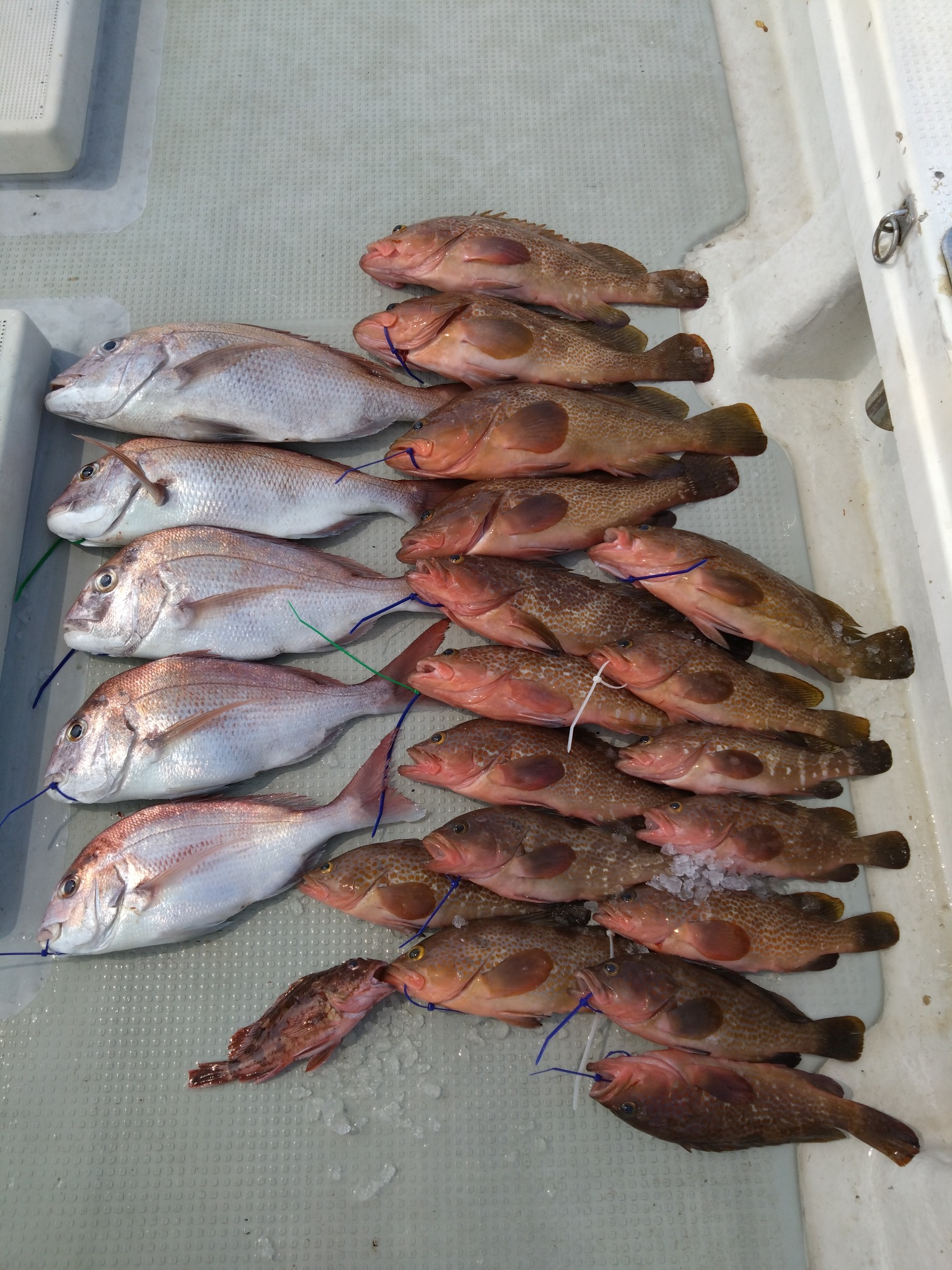 勝栄丸Ⅲで釣れた[{'name': 'アコウ', 'stat': '最大55cm'}, {'name': 'マダイ', 'stat': '最大65cm'}]55cm