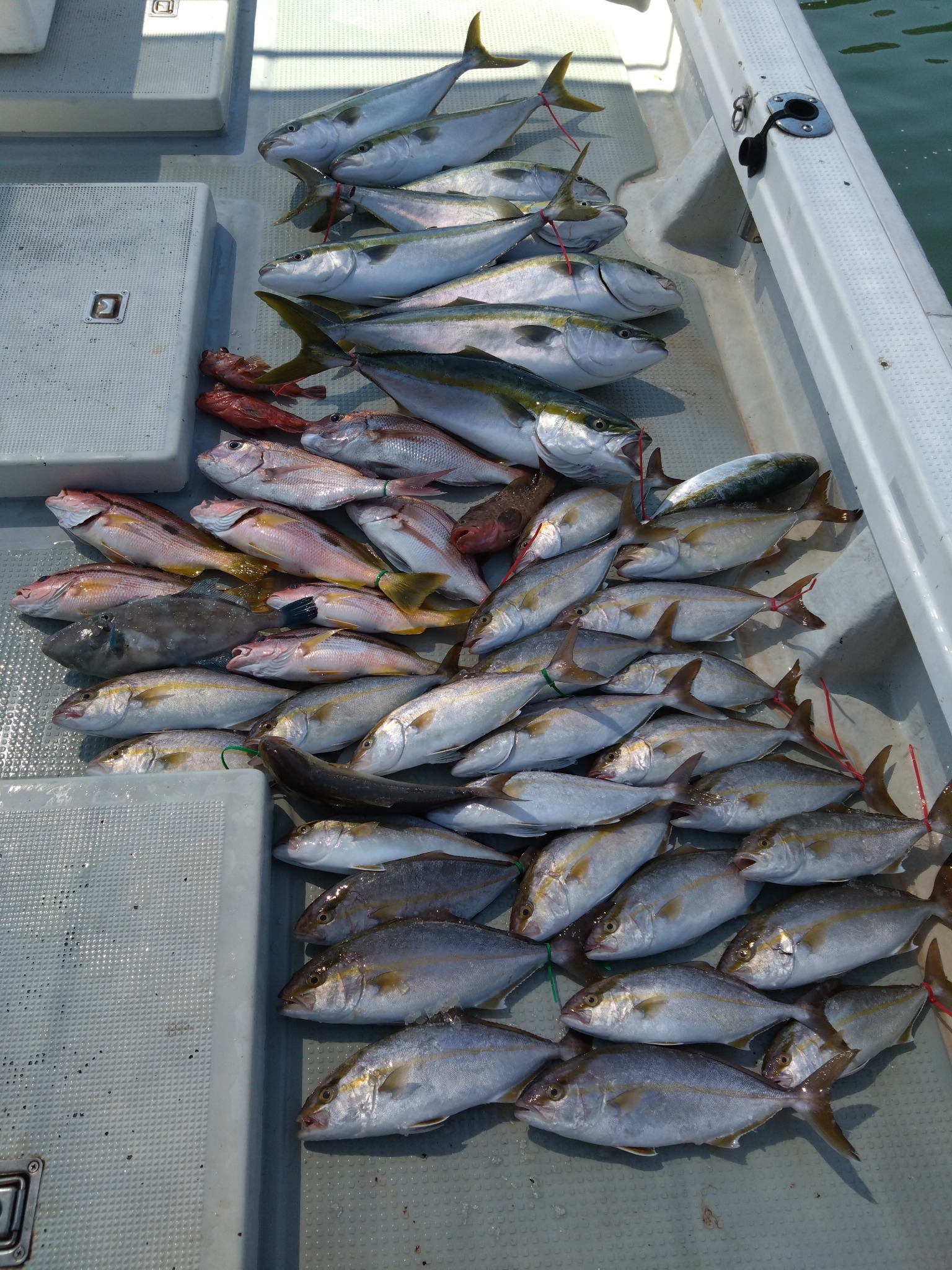 勝栄丸Ⅲで釣れた[{'name': 'アコウ', 'stat': '最大53cm'}, {'name': 'メジロ（青物）', 'stat': '最大85cm'}, {'name': 'シオ（カンパチ幼魚）', 'stat': '最大45cm'}, {'name': 'マダイ', 'stat': '最大65cm'}, {'name': 'ヨコスジフエダイ', 'stat': '最大45cm'}]53cm