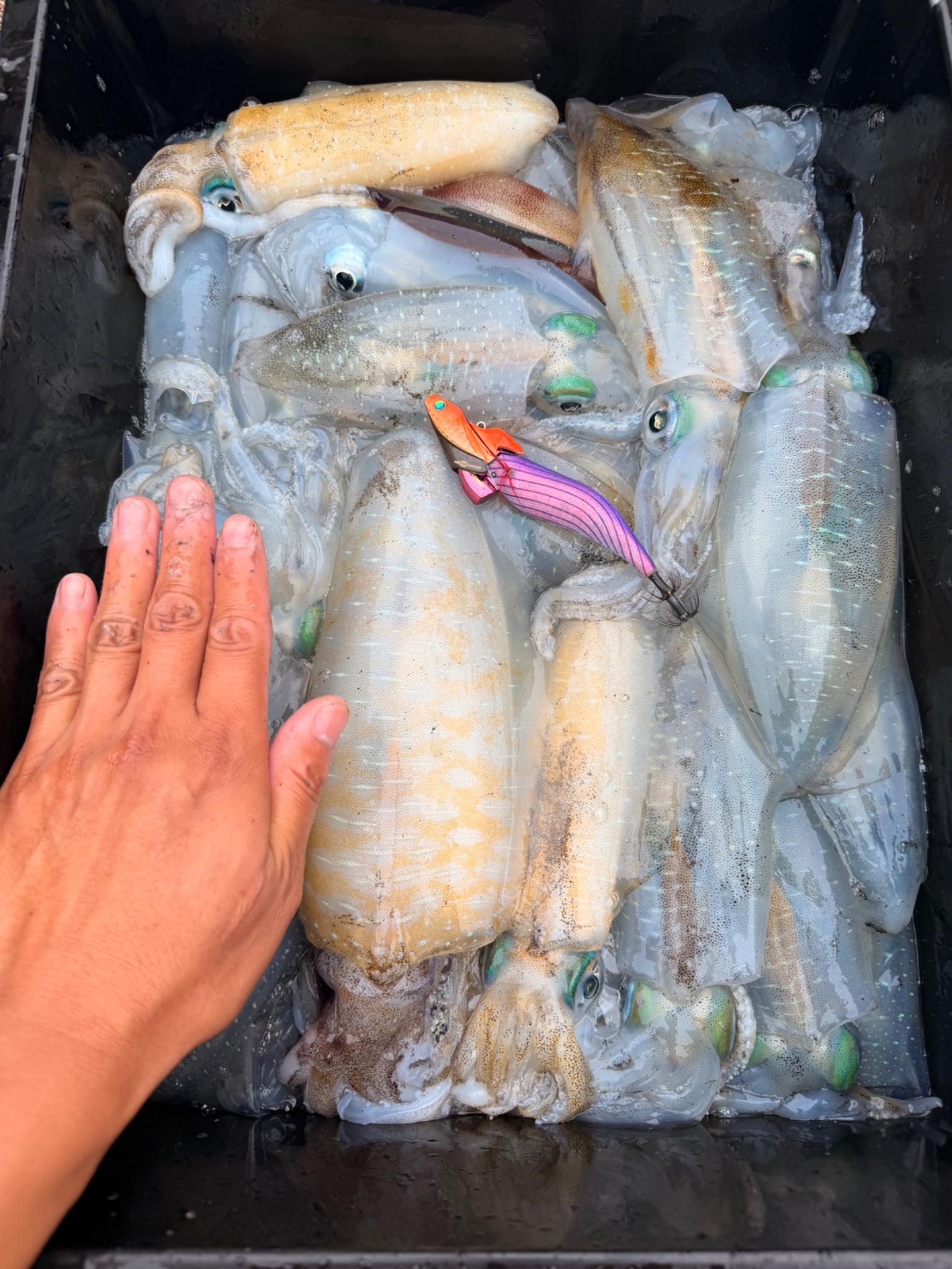 大吉丸で釣れた[{'name': 'アオリイカ', 'stat': '53杯'}]