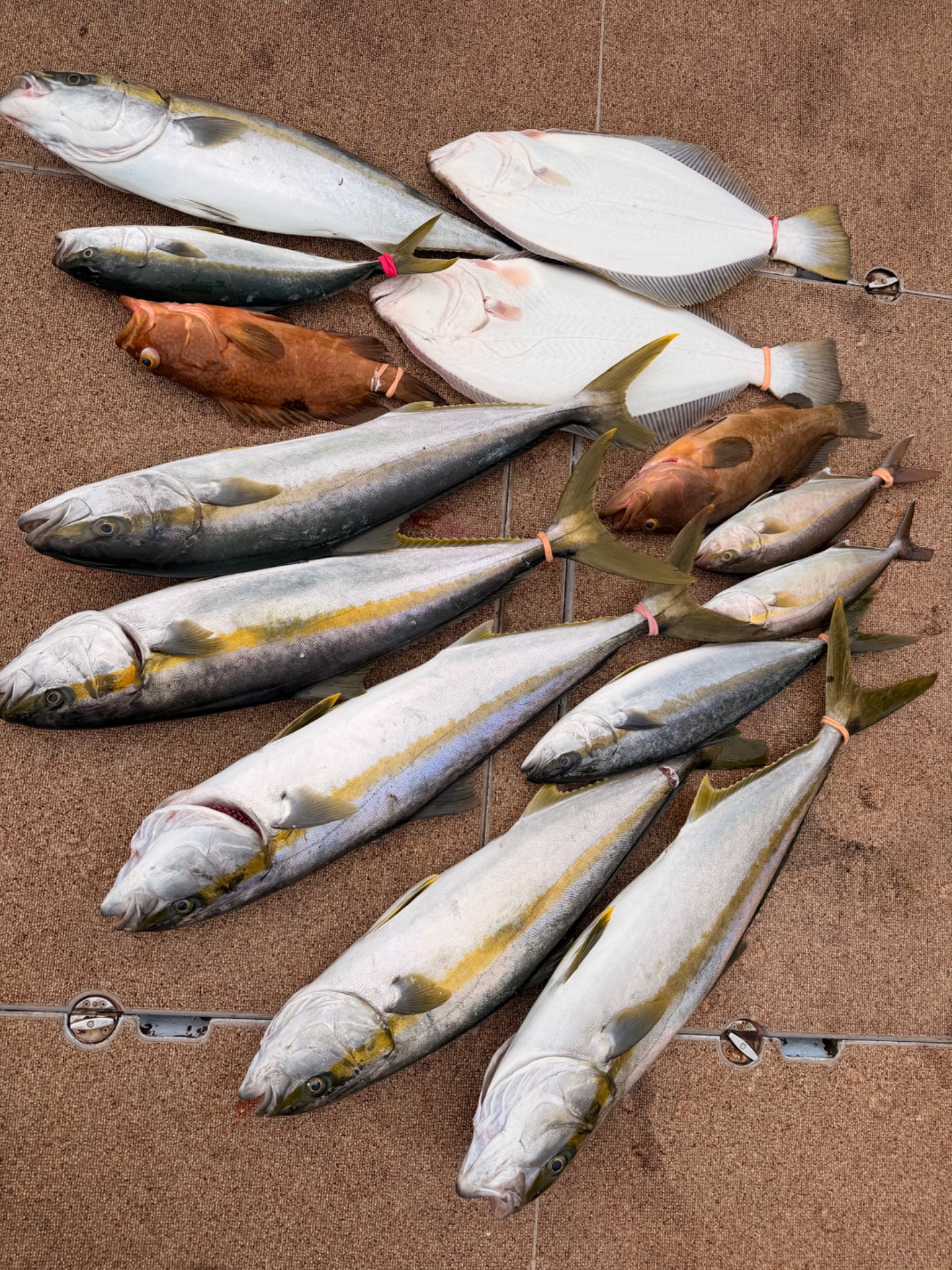 大吉丸で釣れた[{'name': 'ヒラマサ、ブリ族、ヒラメ、真鯛、アコウ', 'stat': ''}]