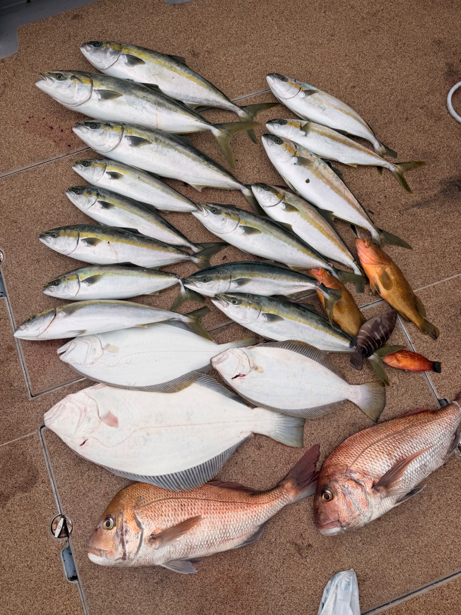 大吉丸で釣れた[{'name': 'ヒラマサ、ブリ族、ヒラメ、真鯛、アコウ', 'stat': ''}]