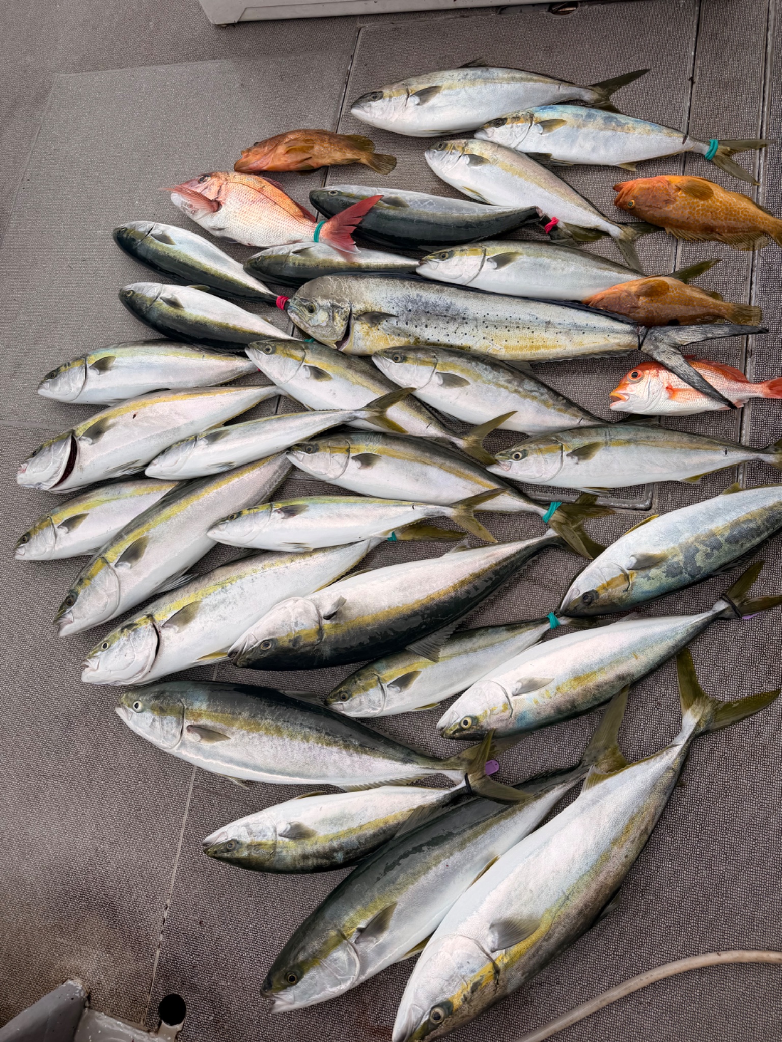 大吉丸で釣れた[{'name': 'ヒラマサ、ブリ族、ヒラメ、真鯛、アコウ', 'stat': ''}]