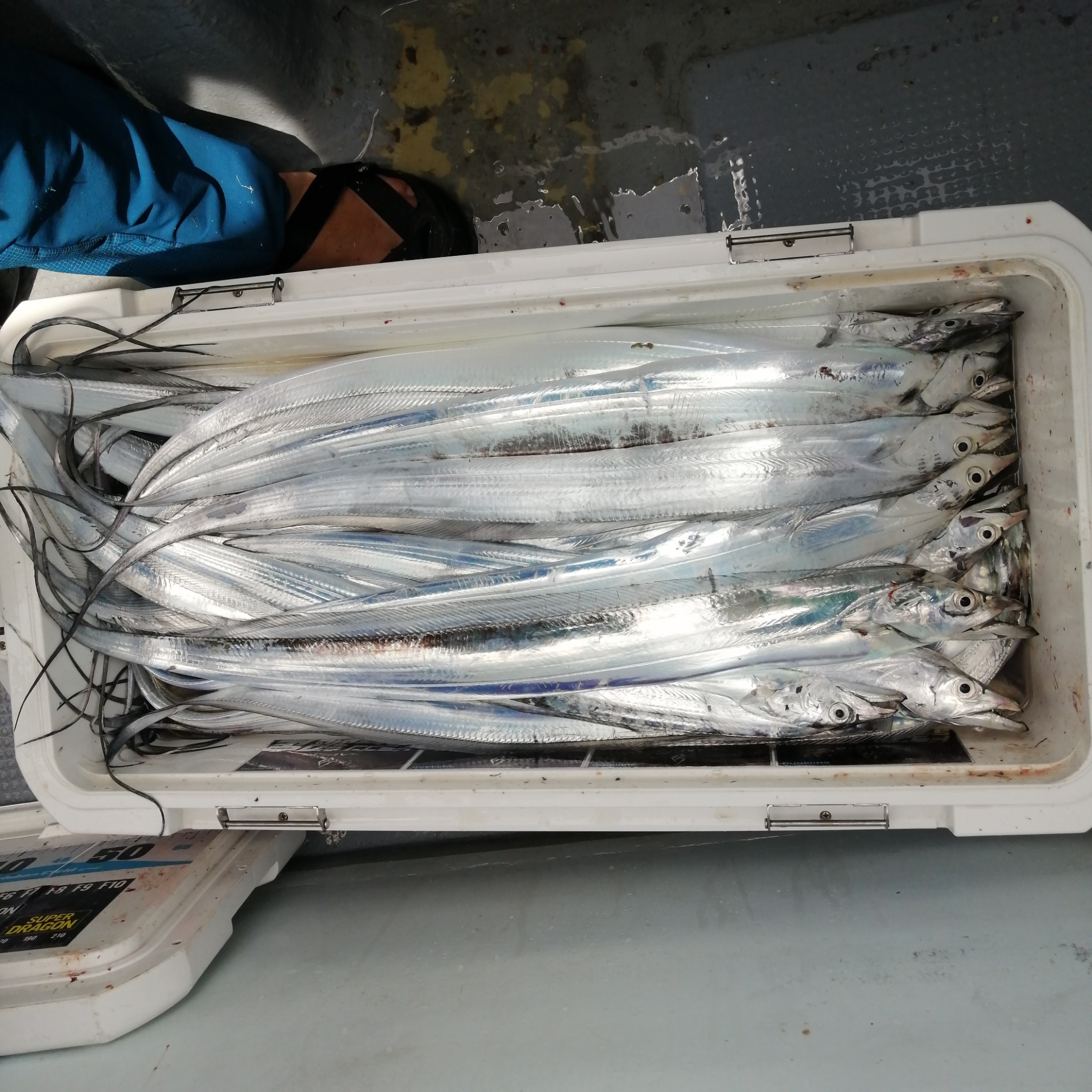 1091丸(忠岡)で釣れた[{'name': 'タチウオ', 'stat': '最大108cm · ６３匹'}]108cm
