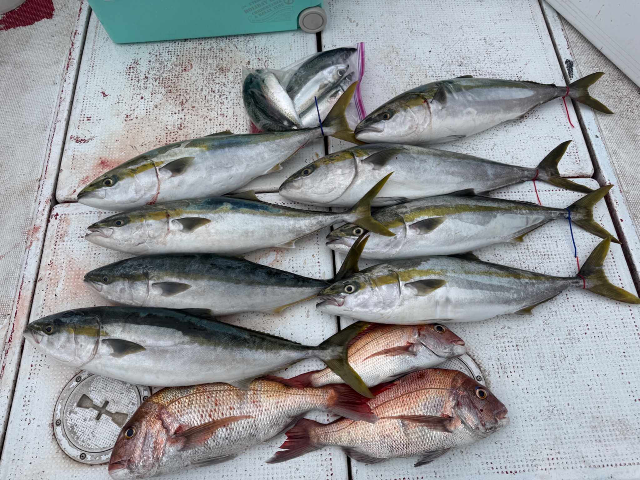 海楽(kairaku)のヤズ、タイ、サバ、根魚釣果 7.40kg（9/26）