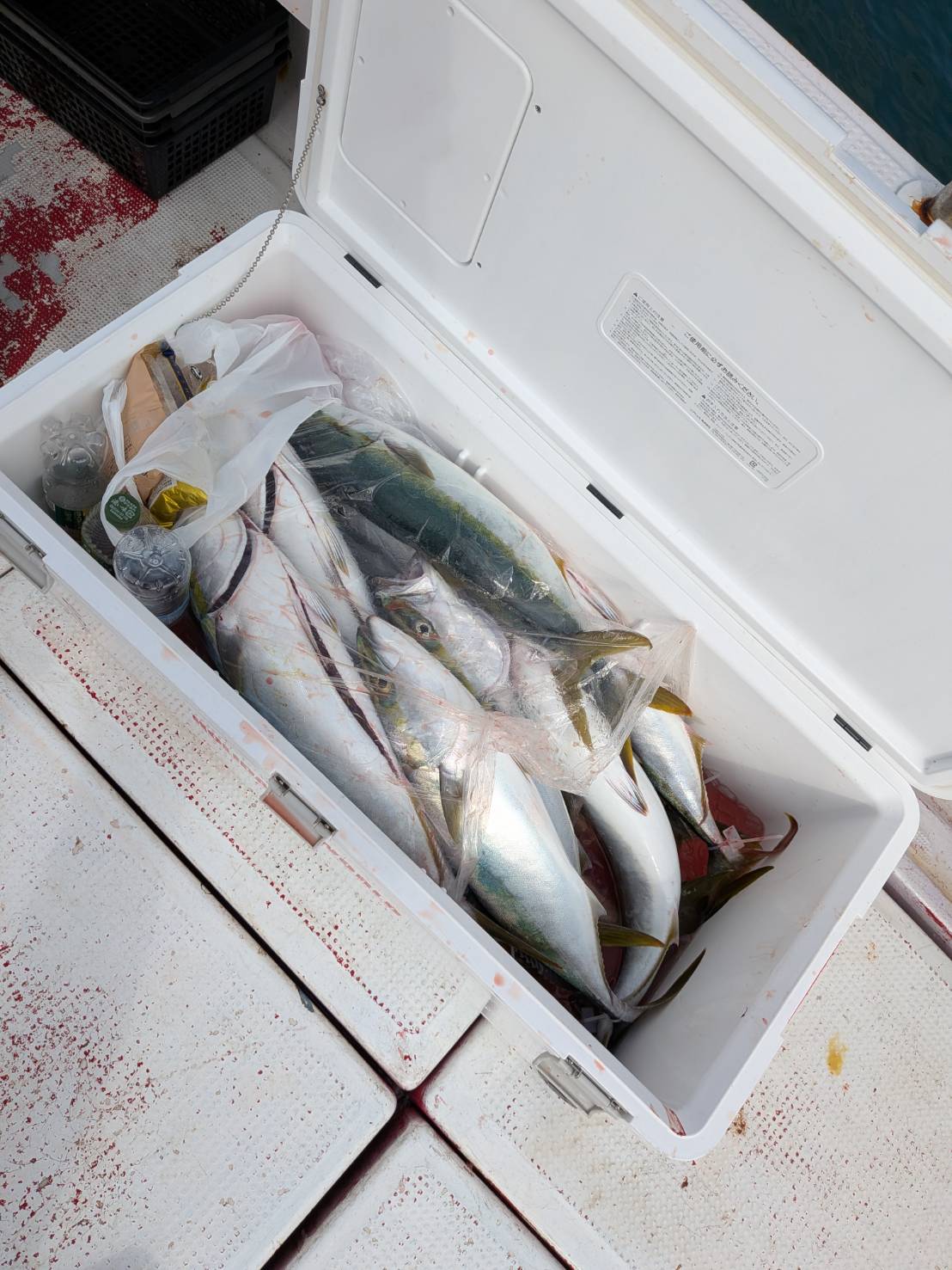海楽(kairaku)のヤズ、根魚釣果 5.00kg（9/19）