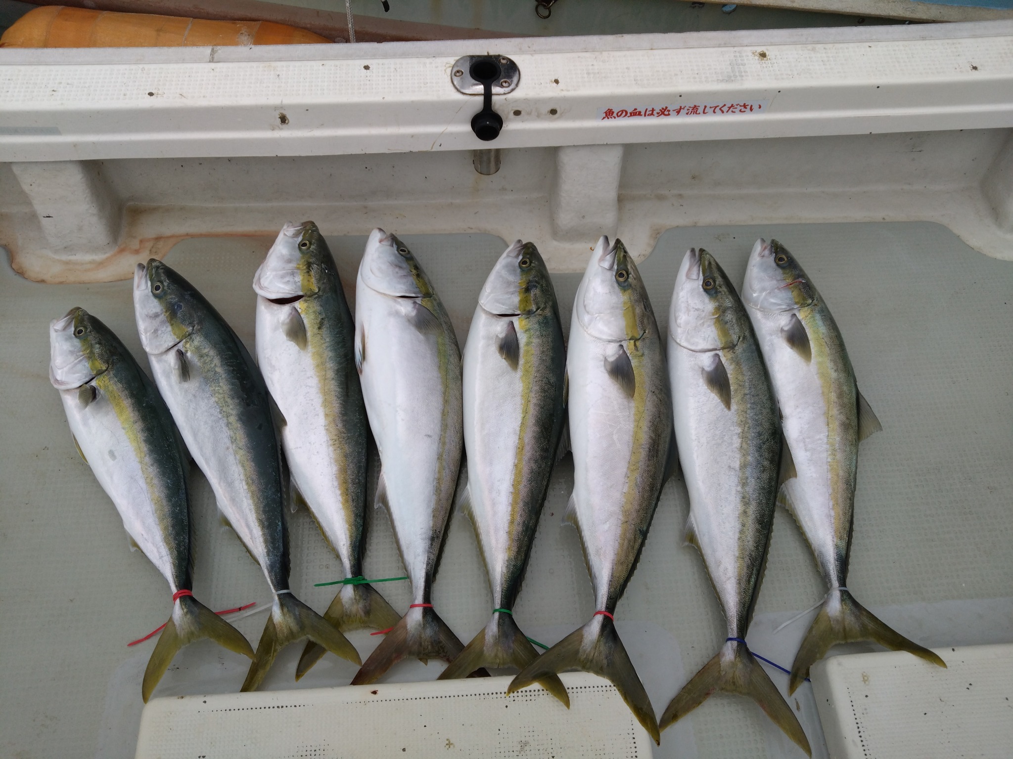 勝栄丸Ⅲで釣れた[{'name': 'ブリ', 'stat': '最大103cm · 8'}]103cm
