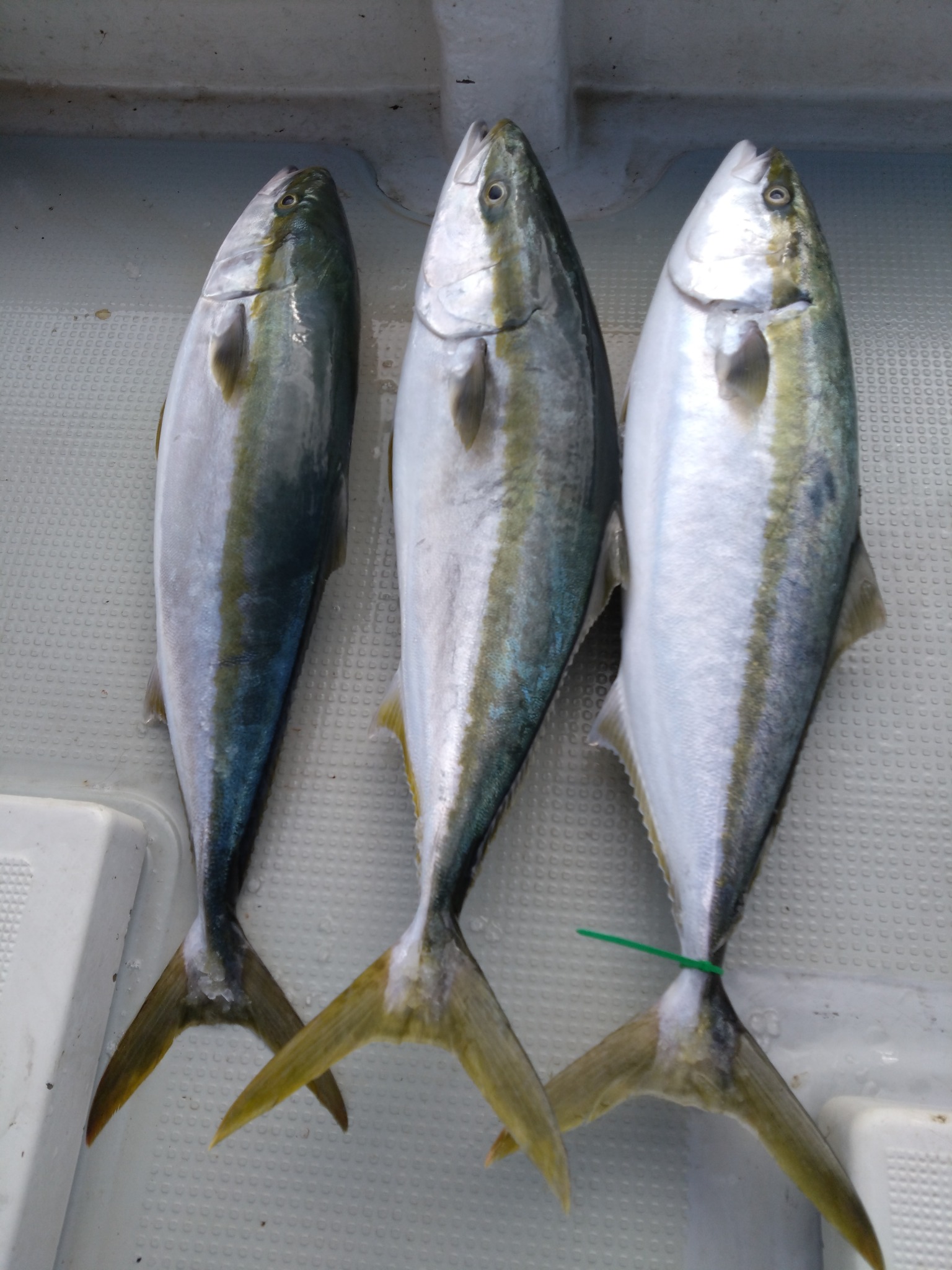 勝栄丸Ⅲで釣れた[{'name': 'ブリ', 'stat': '最大98cm · 3'}]98cm