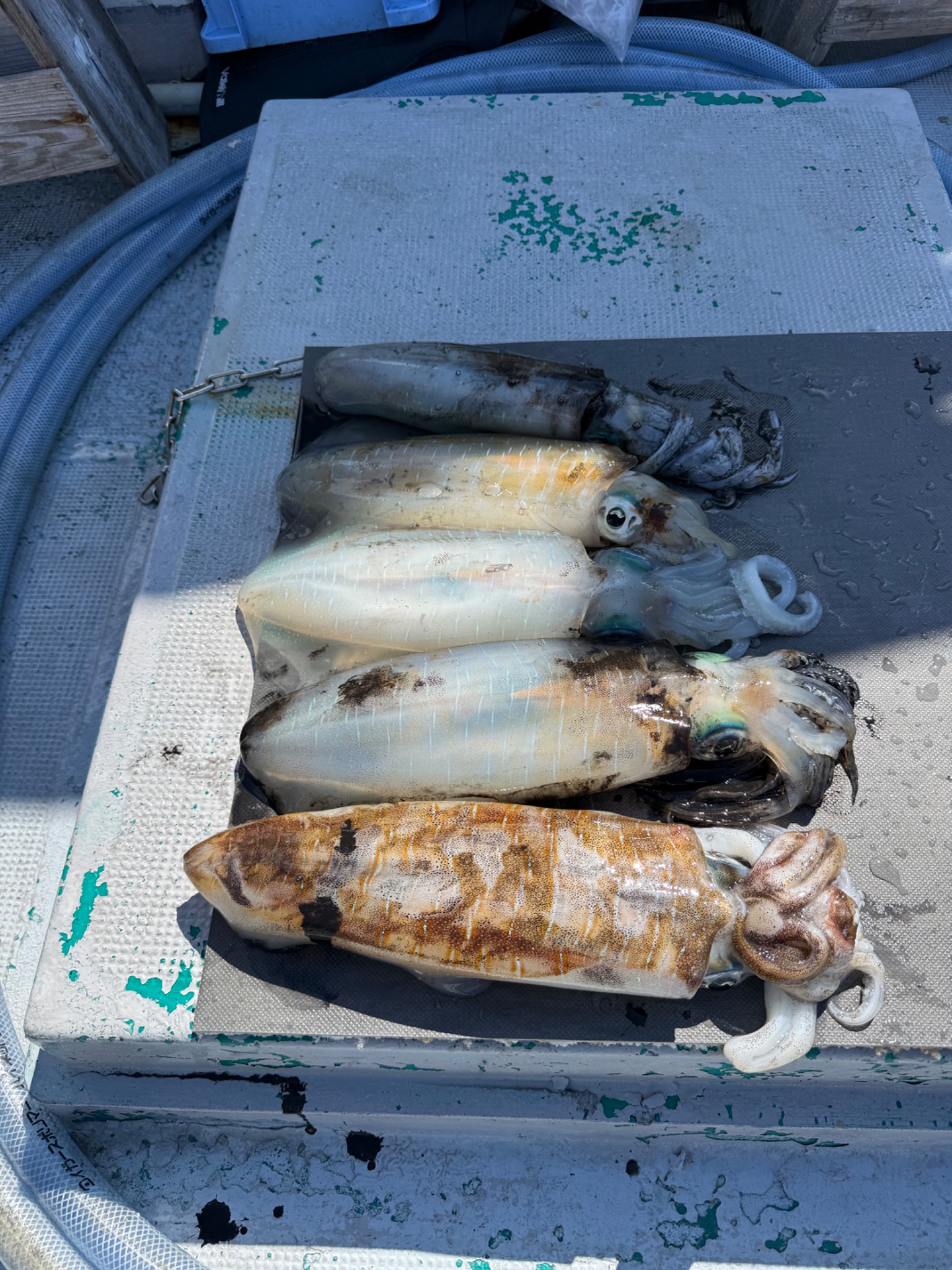 みなと丸で釣れた[{'name': 'アオリイカ', 'stat': '最大1.17kg · 11'}]1.17kg