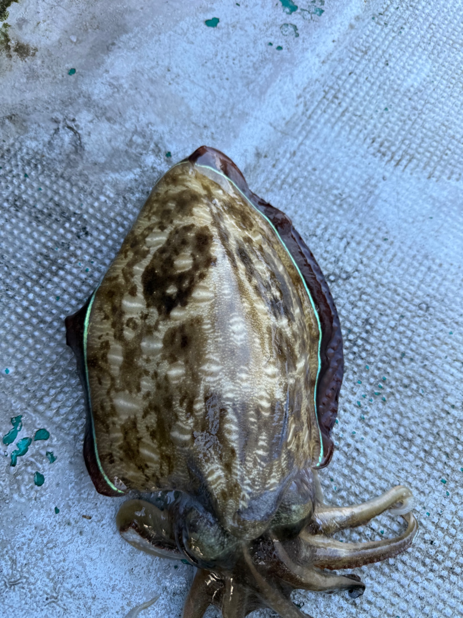 みなと丸で釣れた[{'name': 'アオリイカ', 'stat': '最大1.12kg · や'}]1.12kg