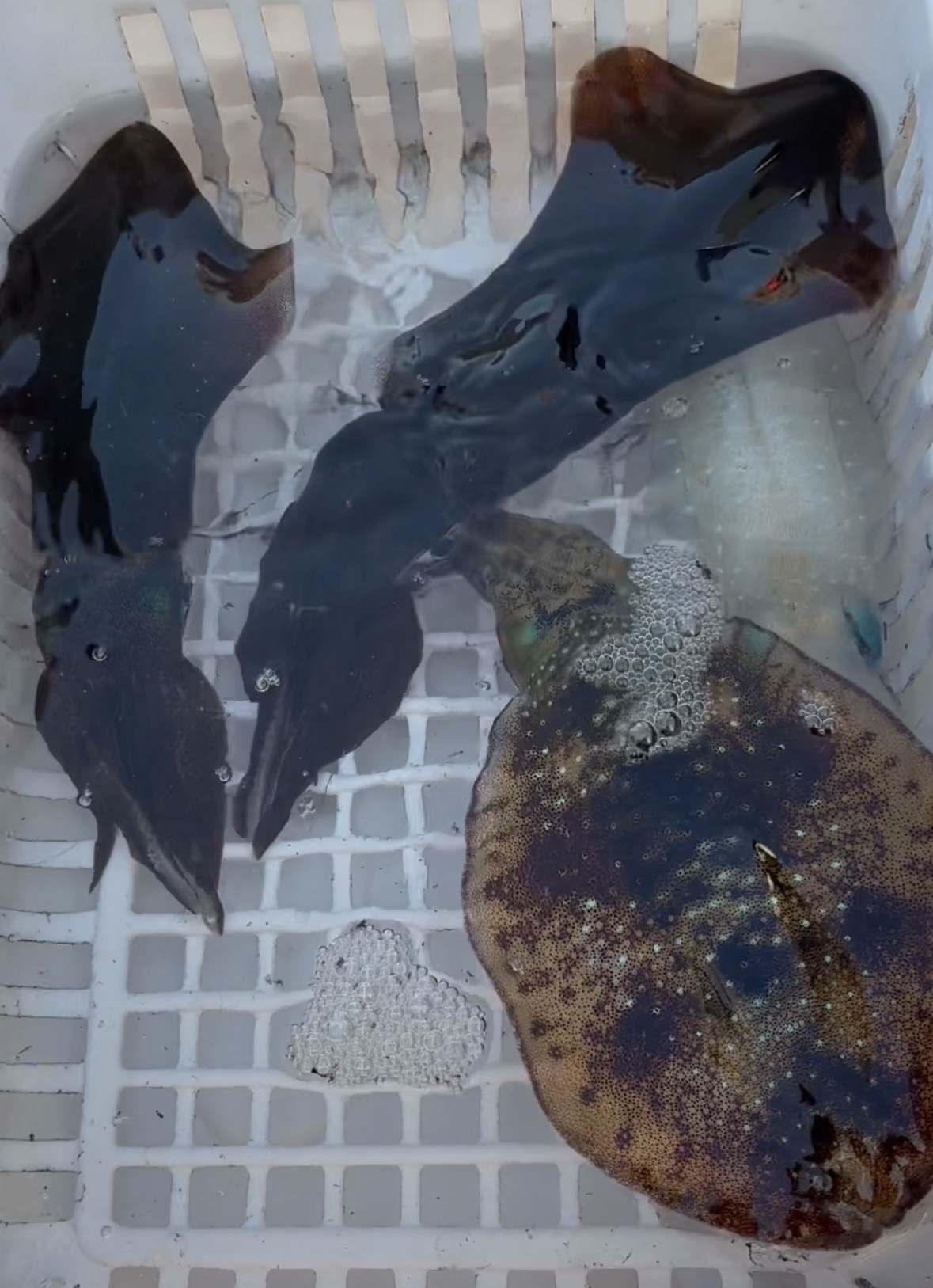 SEA CLUBで釣れた[{'name': 'アオリイカ', 'stat': '最大20cm · 22'}]20cm