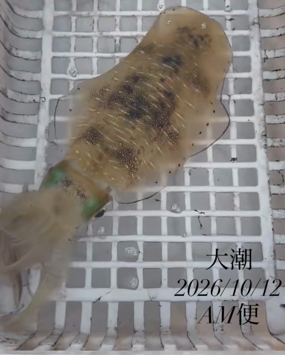 SEA CLUBで釣れた[{'name': 'アオリイカ', 'stat': '最大20cm · 27'}]20cm