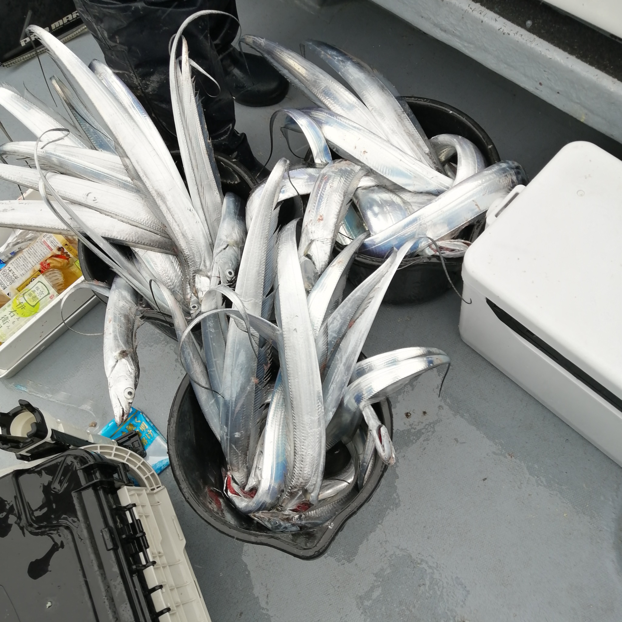 1091丸(忠岡)で釣れた[{'name': 'タチウオ', 'stat': '最大95cm · 66匹'}]95cm