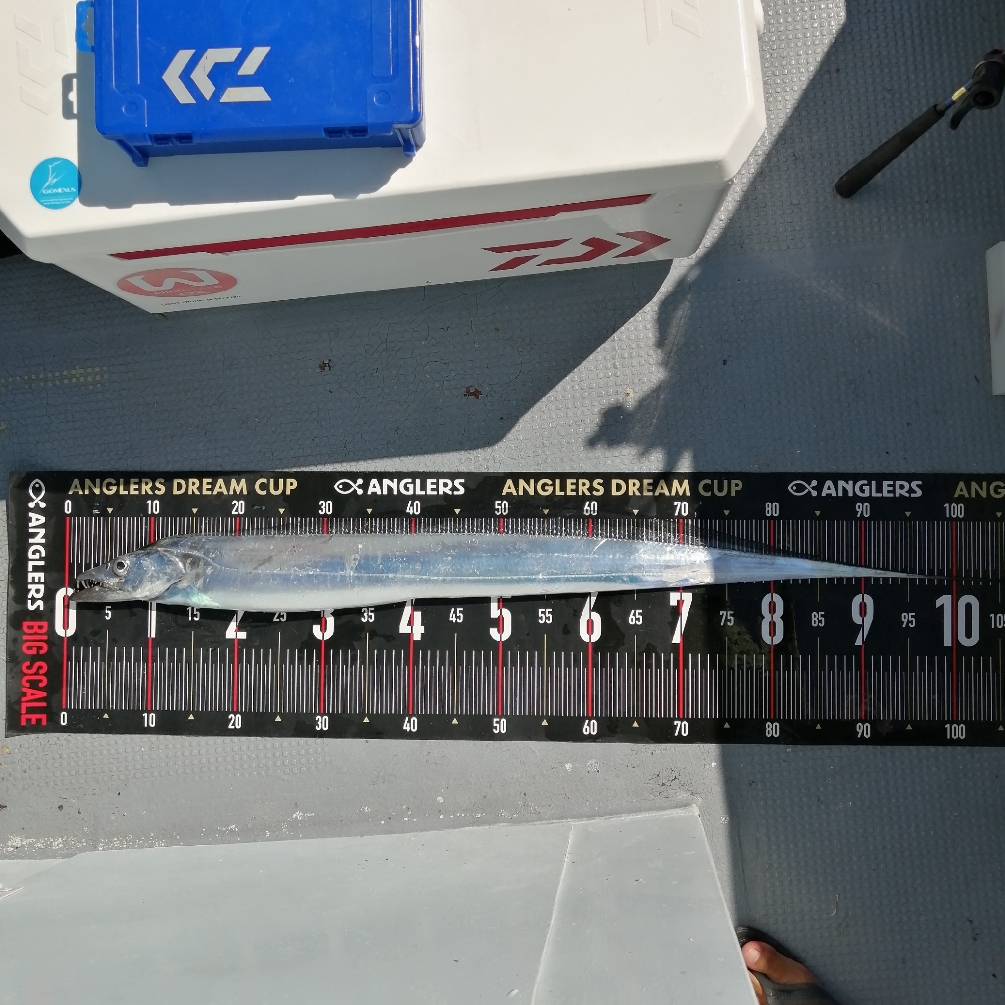 1091丸(忠岡)で釣れた[{'name': 'タチウオ', 'stat': '最大109cm · ５０匹'}]109cm