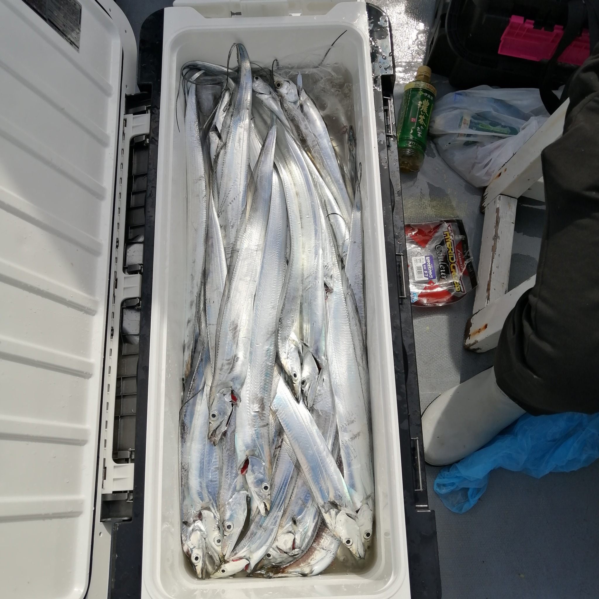 1091丸(忠岡)のタチウオ釣果 100cm（10/23）