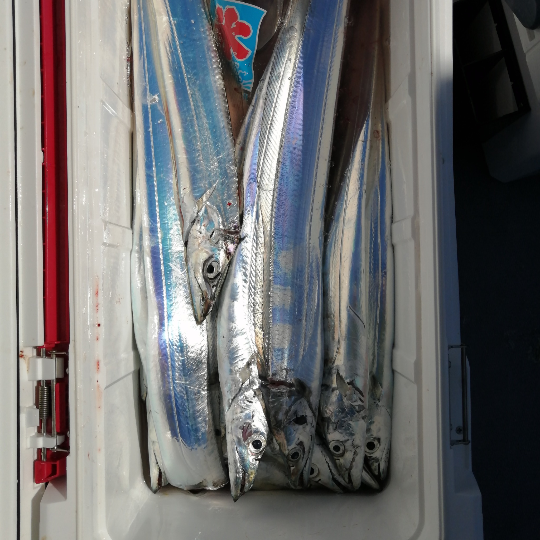 1091丸(忠岡)で釣れた[{'name': 'タチウオ', 'stat': '最大90cm · ３５匹'}]90cm