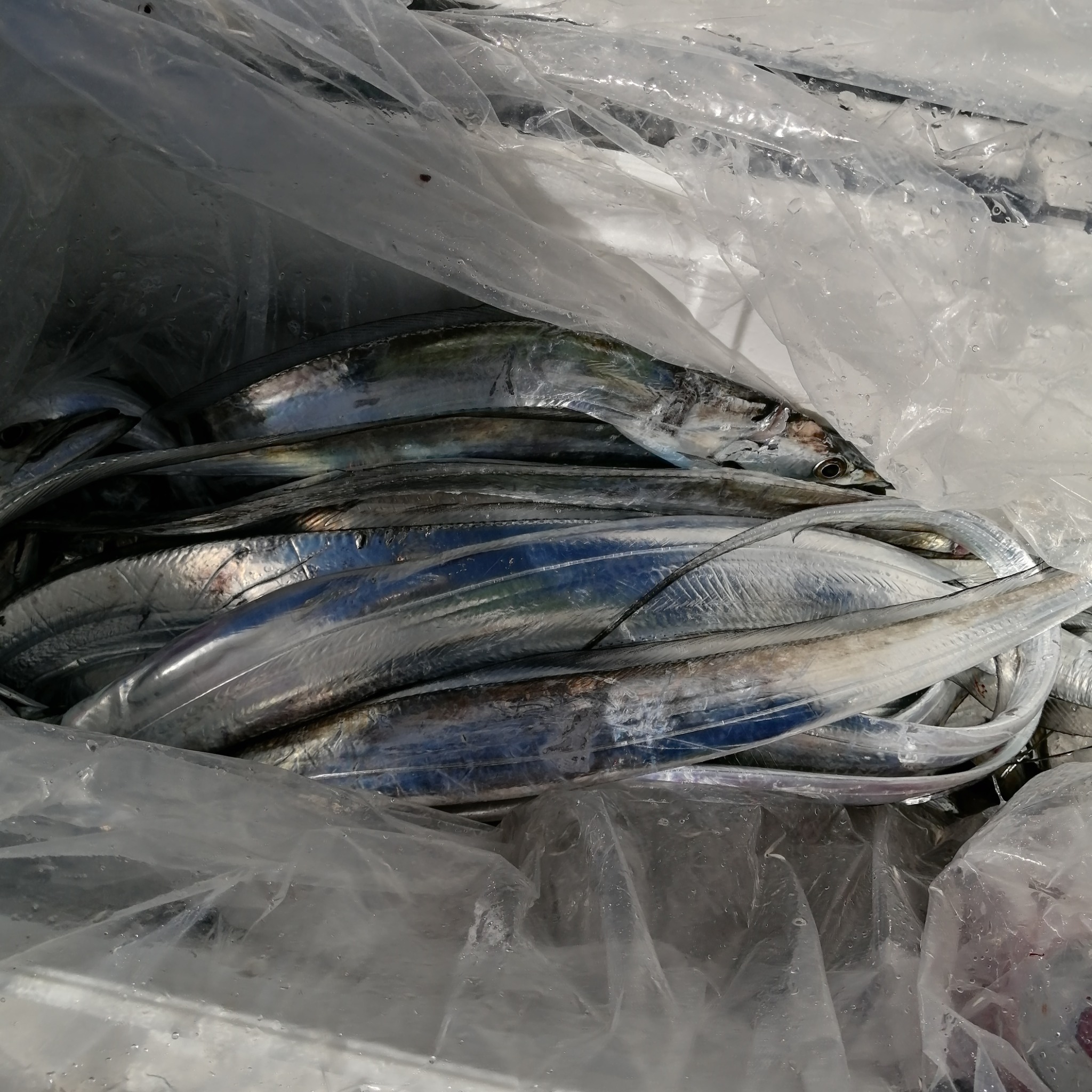 1091丸(忠岡)で釣れた[{'name': 'タチウオ', 'stat': '最大90cm · ３５匹'}]90cm