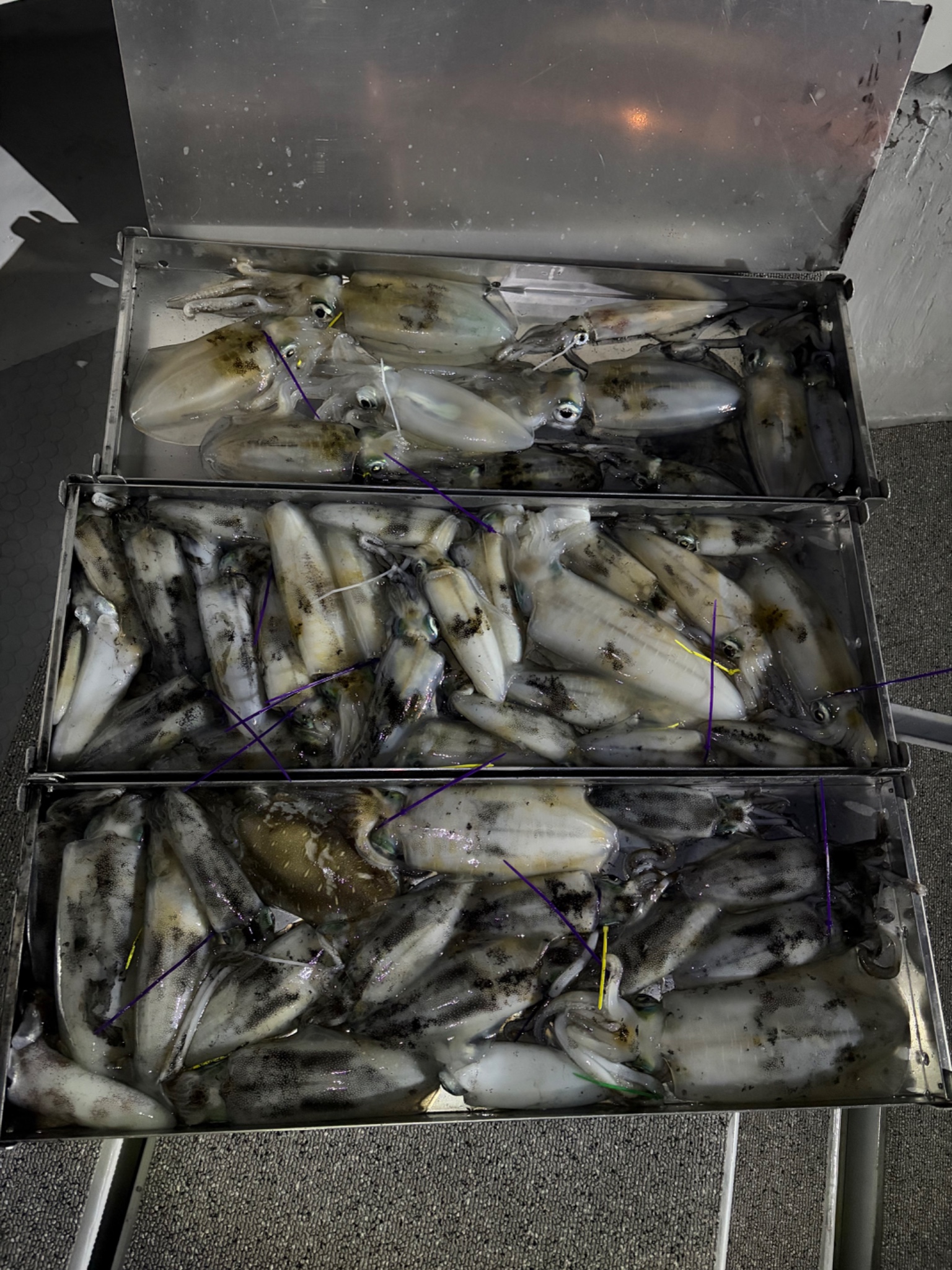 Gyoasobiで釣れた[{'name': 'アオリイカ', 'stat': '最大0.70kg'}]0.70kg