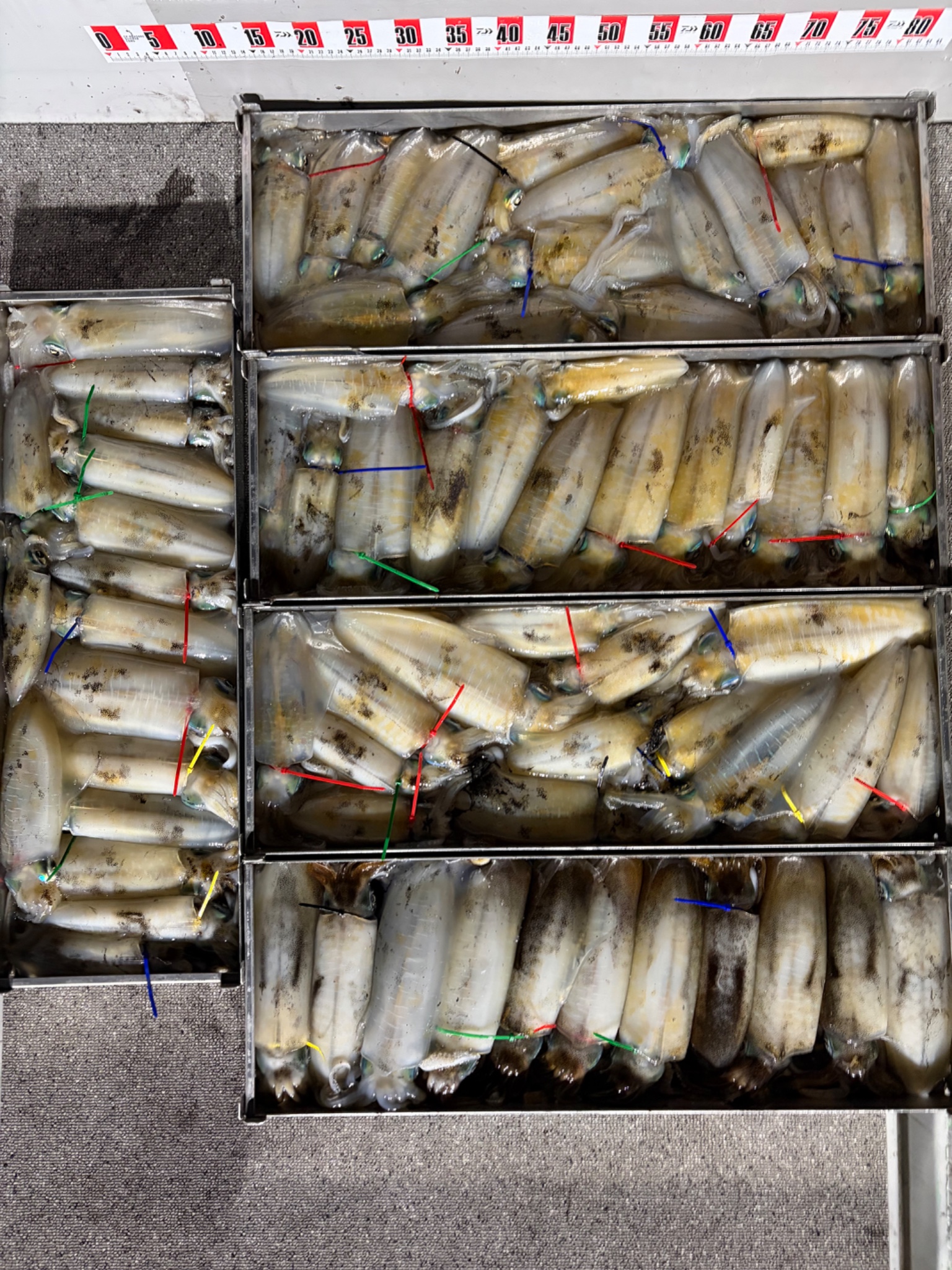 Gyoasobiのアオリイカ釣果 0.80kg（10/17）