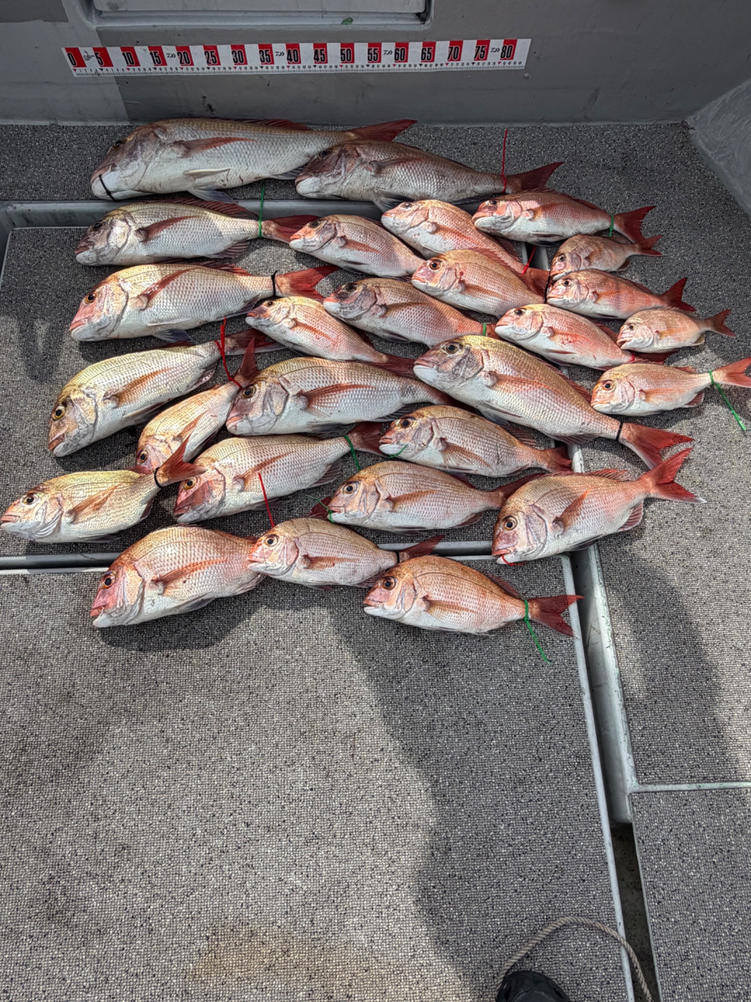 Gyoasobiの真鯛釣果 66cm（10/18）