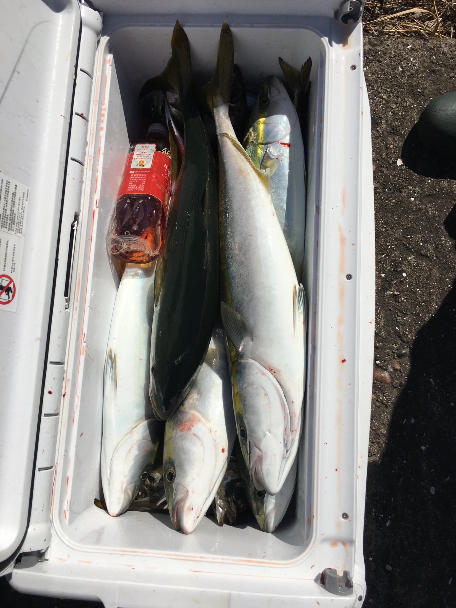 すず丸　SUZUMARUで釣れた[{'name': 'ヒラマサ/イナダ/ワラサ/ショゴ/アジ', 'stat': '最大8.50kg'}]8.50kg