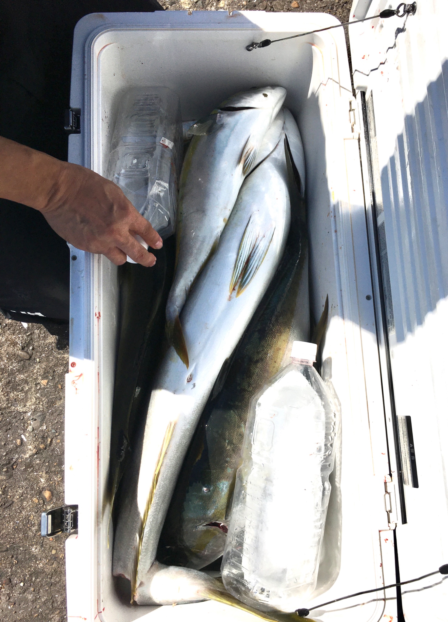 すず丸　SUZUMARUで釣れた[{'name': 'ヒラマサ/イナダ/ワラサ/ショゴ/アジ', 'stat': '最大8.50kg'}]8.50kg