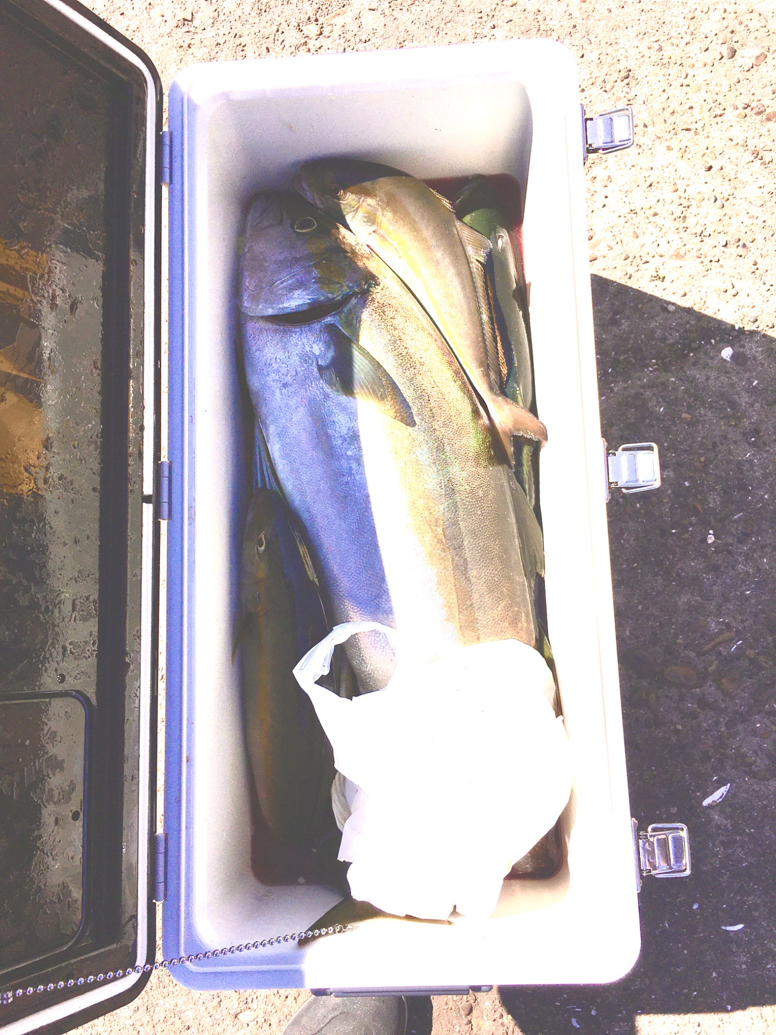 すず丸　SUZUMARUで釣れた[{'name': 'ヒラマサ/イナダ/ワラサ/ショゴ/アジ', 'stat': '最大8.50kg'}]8.50kg
