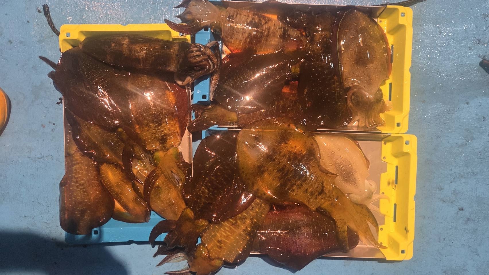 越前町天徳丸のアオリイカ釣果（10/10）