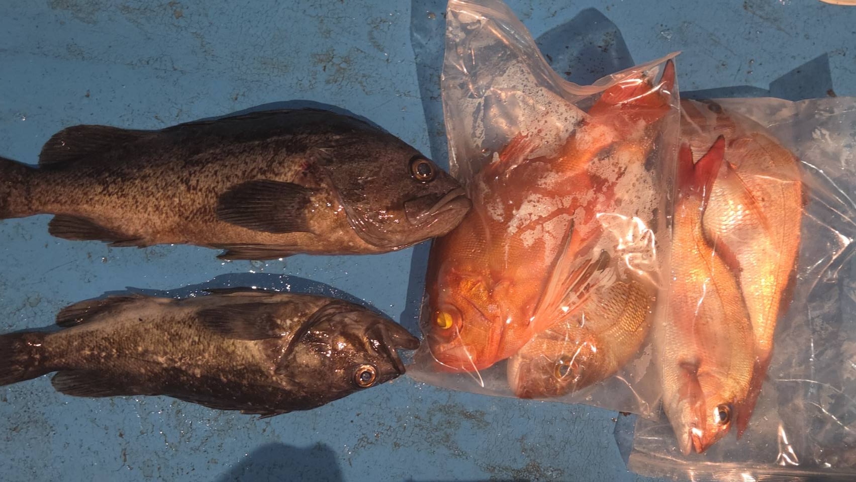 越前町天徳丸のチカメキントキ　真鯛　レンコダイ　チダイ　ソイ　サゴシ　サバ釣果（10/11）