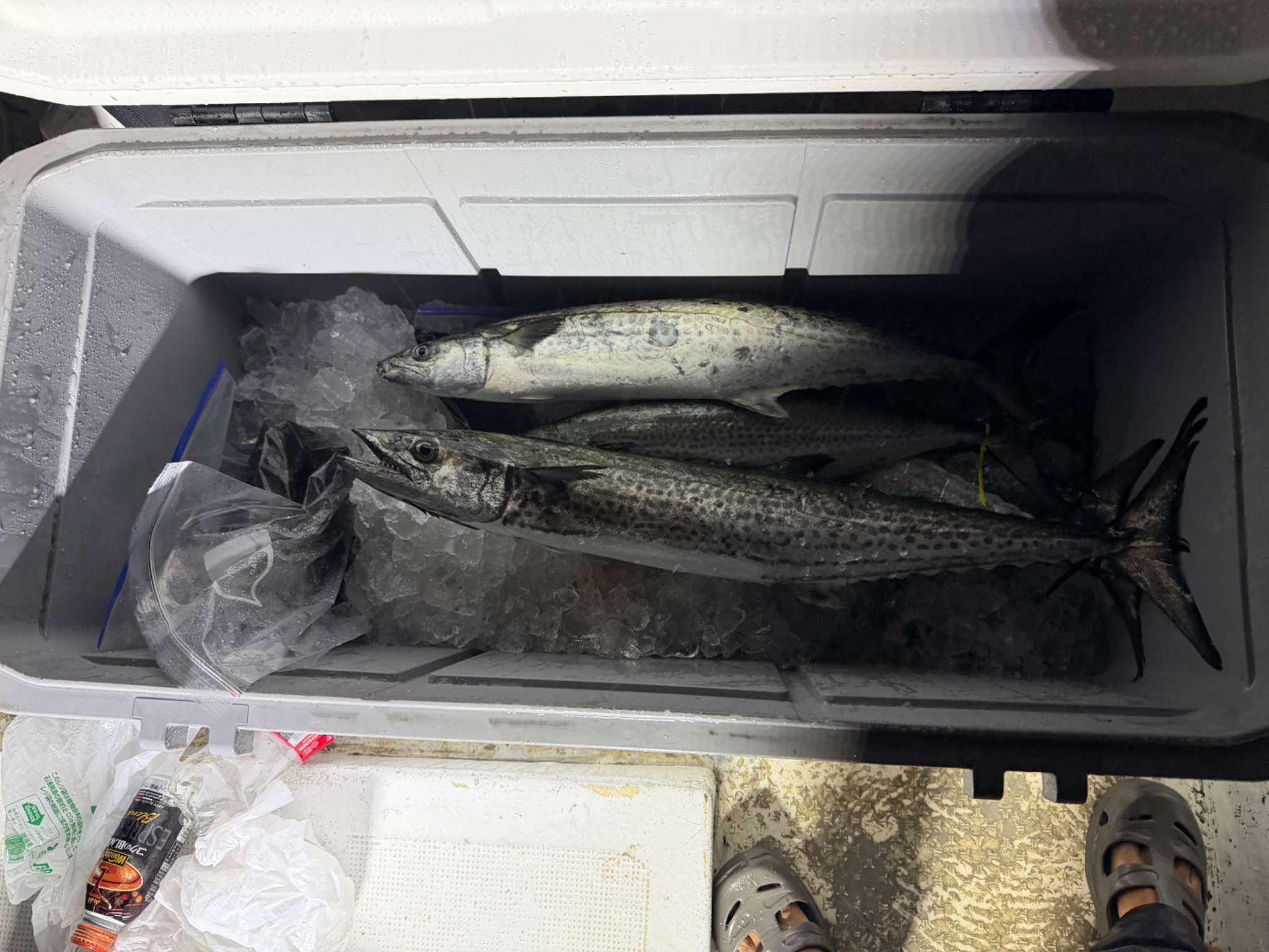 湾ナビ(2号船)のアオリイカ　サワラ釣果（10/24）
