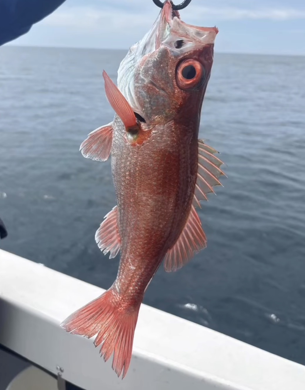 SEA HOPEで釣れた[{'name': 'ノドグロ便', 'stat': ''}]
