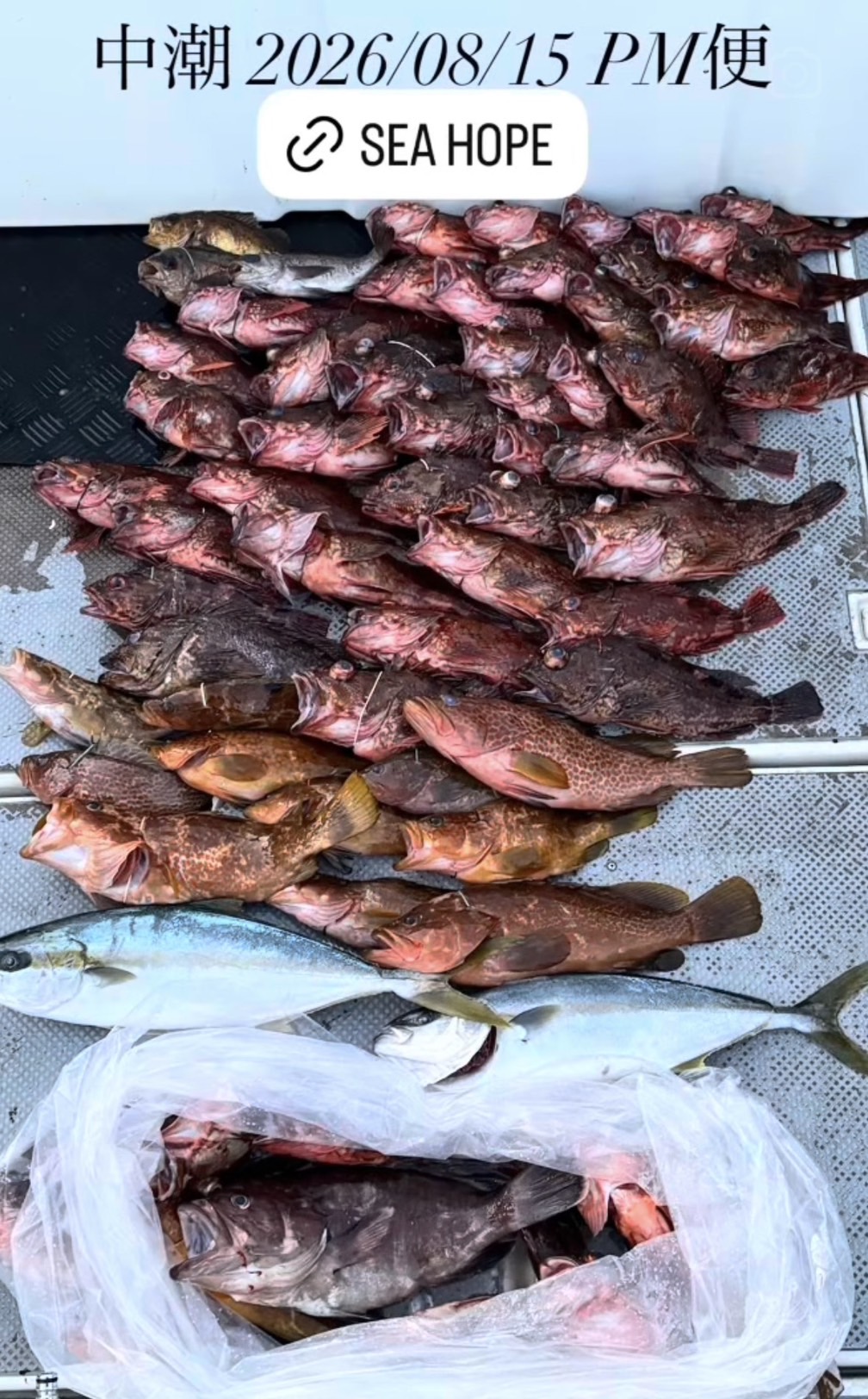SEA HOPEで釣れた[{'name': '根魚', 'stat': ''}]