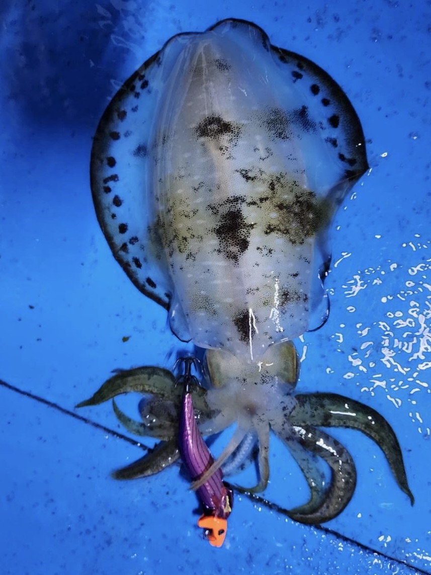 釣り船　HITで釣れた[{'name': 'アオリイカ', 'stat': ''}]