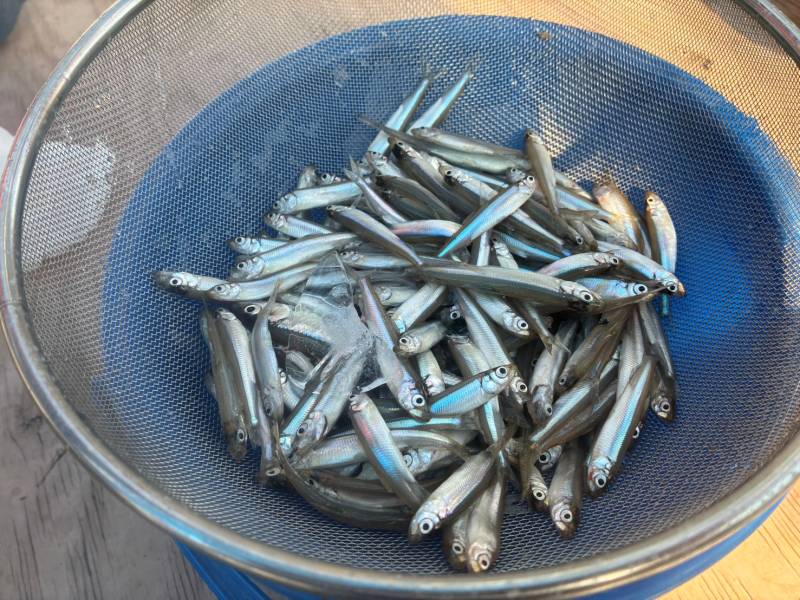 ワカサギ釣り ドーム船 西浜丸で釣れた[{'name': 'ワカサギ', 'stat': ''}]