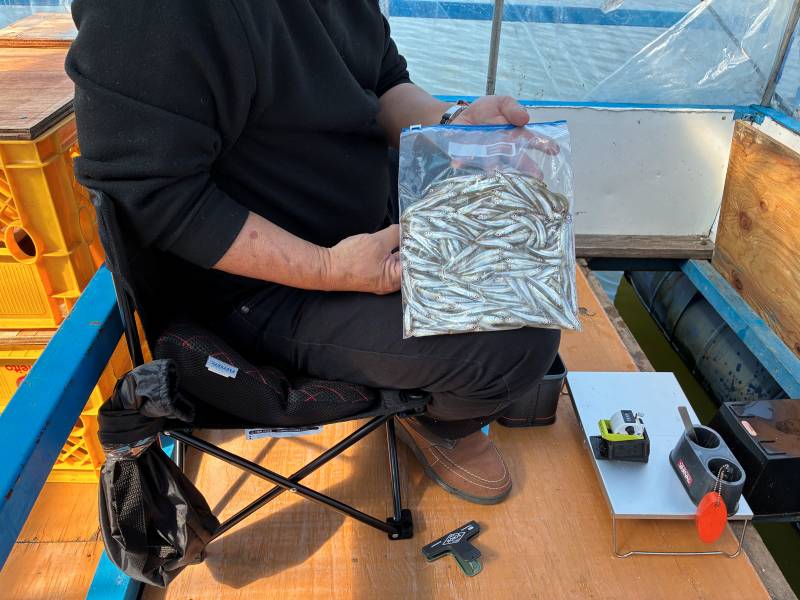 ワカサギ釣り ドーム船 西浜丸で釣れた[{'name': 'ワカサギ', 'stat': ''}]