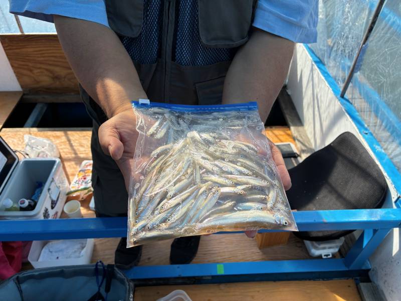 ワカサギ釣り ドーム船 西浜丸で釣れた[{'name': 'ワカサギ', 'stat': ''}]