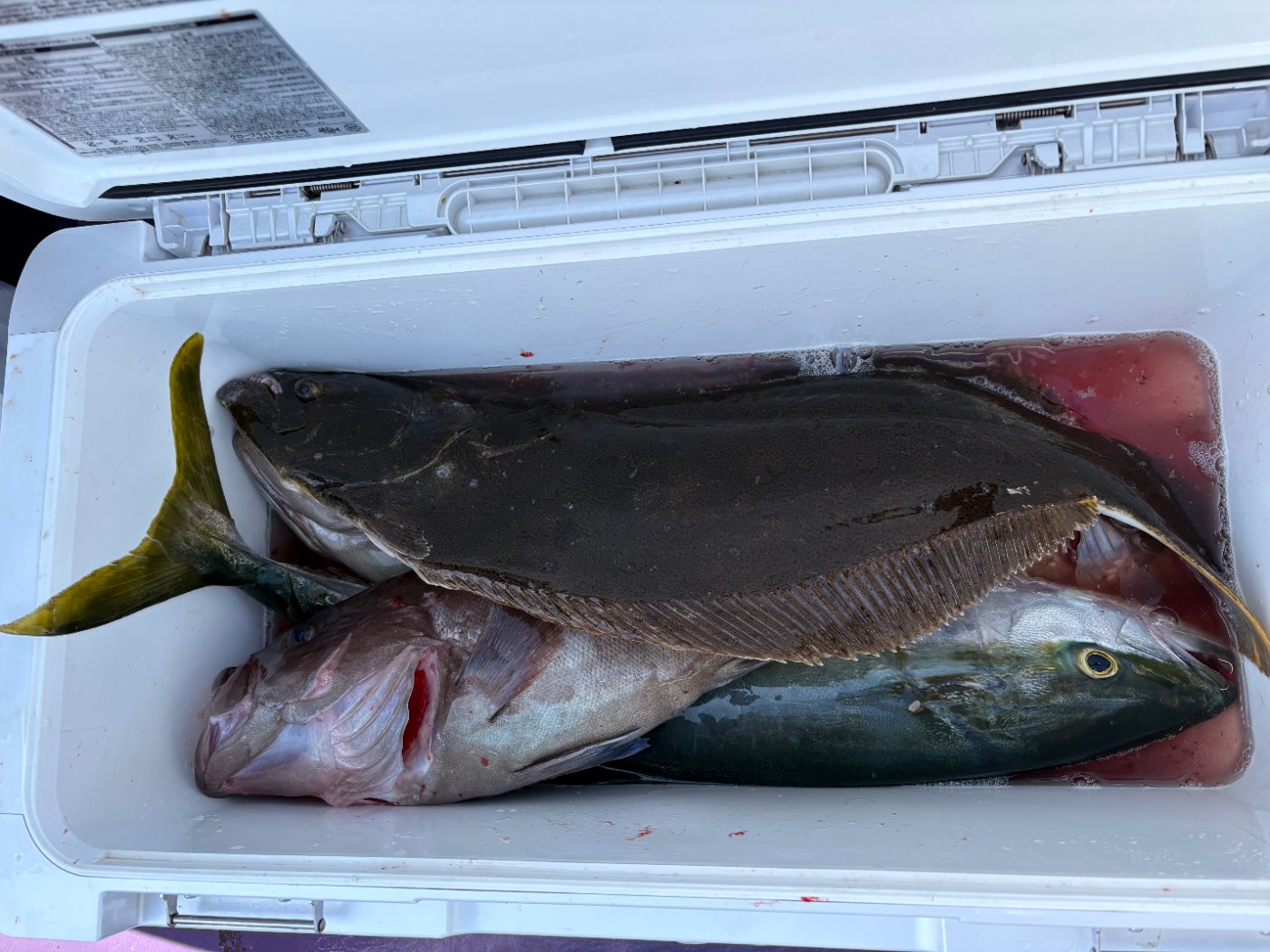 つる丸で釣れた[{'name': 'マハタ・ヒラメ・ワラサ', 'stat': ''}, {'name': 'カンパチ・カサゴ・キントキ', 'stat': ''}]