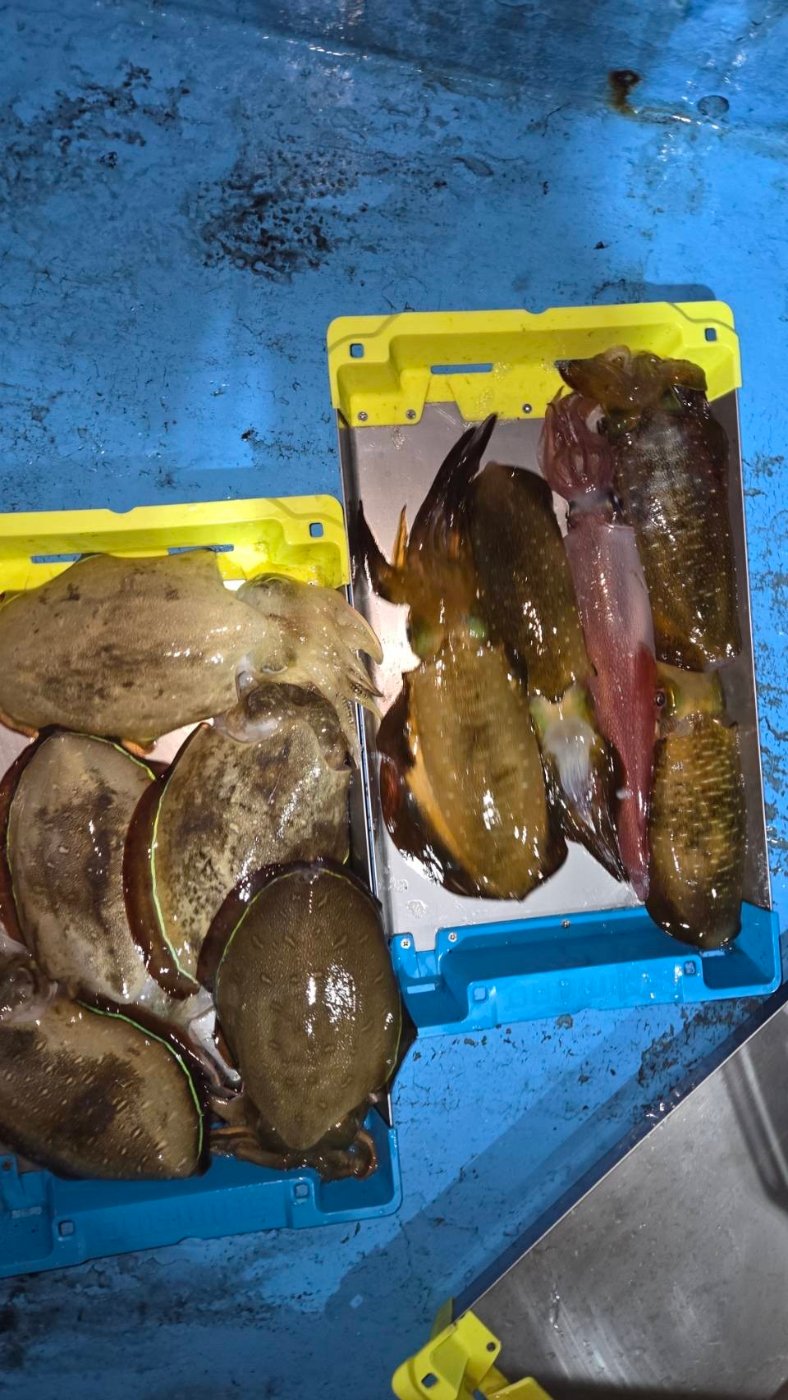 越前町天徳丸で釣れた[{'name': 'アオリイカ・コウイカ・マイカ', 'stat': '竿頭10ハイ（2名）'}]