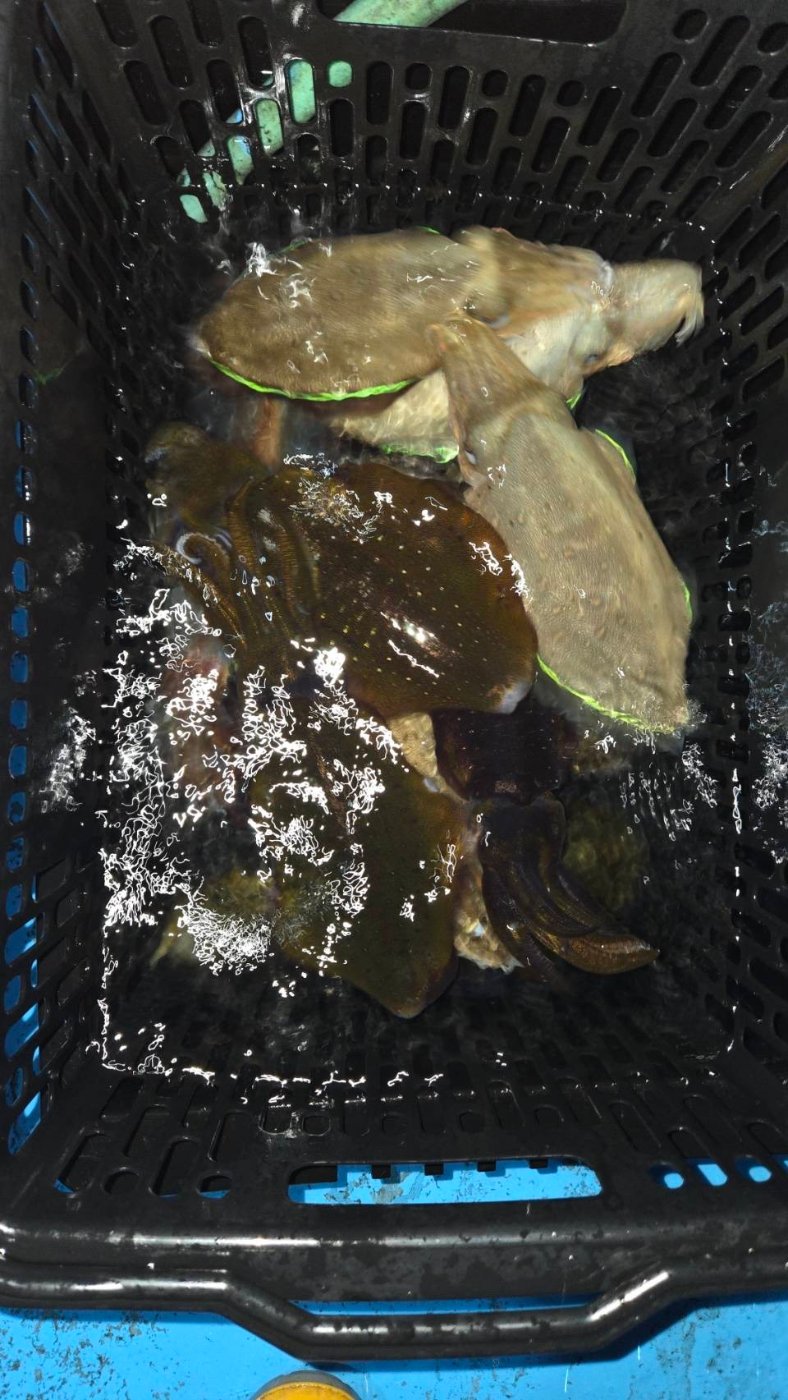 越前町天徳丸で釣れた[{'name': 'アオリイカ・コウイカ・マイカ', 'stat': '竿頭10ハイ（2名）'}]