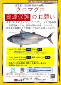 (速報)令和6年度のクロマグロ遊魚の採捕数量が決定!!