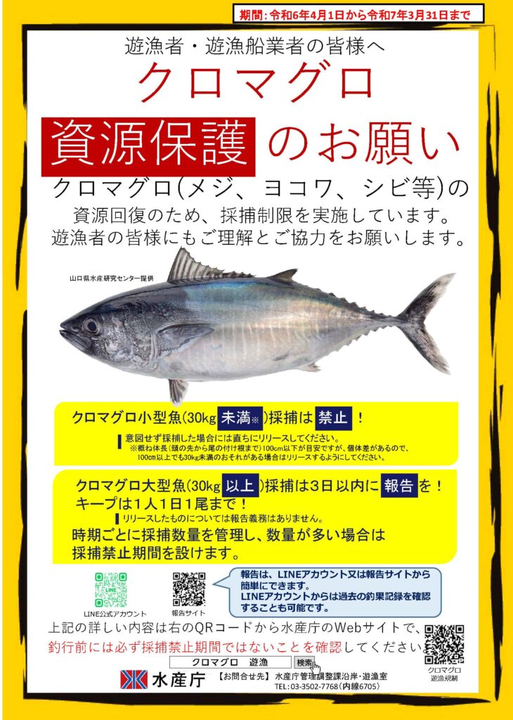 (速報)令和6年度のクロマグロ遊魚の採捕数量が決定!!